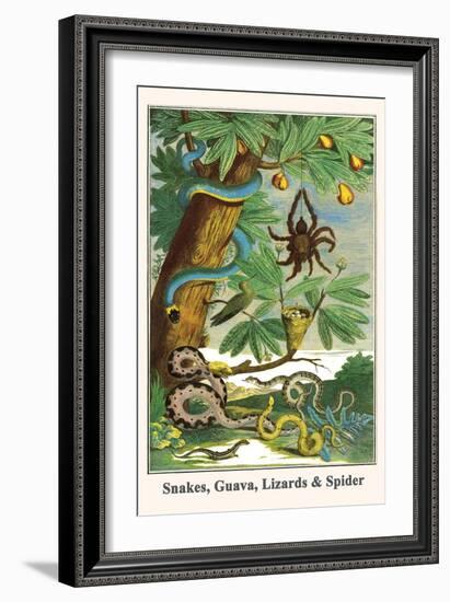 Snakes, Guava, Lizards and Spider-Albertus Seba-Framed Art Print