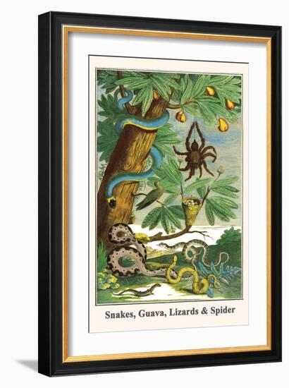 Snakes, Guava, Lizards and Spider-Albertus Seba-Framed Art Print