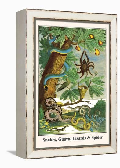 Snakes, Guava, Lizards and Spider-Albertus Seba-Framed Stretched Canvas