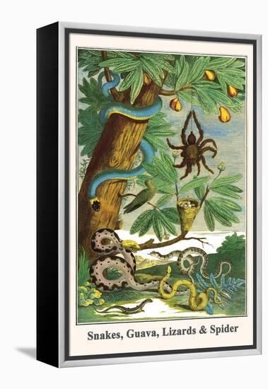 Snakes, Guava, Lizards and Spider-Albertus Seba-Framed Stretched Canvas