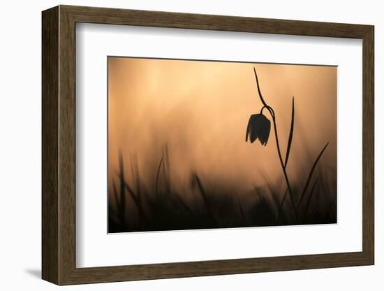 Snakes head fritillary in flower, sillouetted, Wiltshire, UK-Ross Hoddinott-Framed Photographic Print