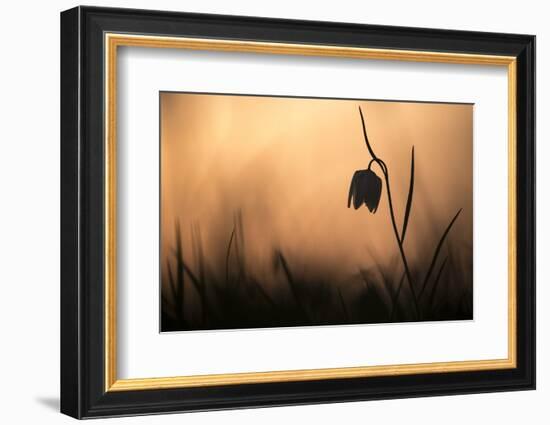 Snakes head fritillary in flower, sillouetted, Wiltshire, UK-Ross Hoddinott-Framed Photographic Print