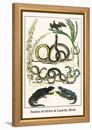 Snakes of Africa and Lizards, Birds-Albertus Seba-Framed Stretched Canvas