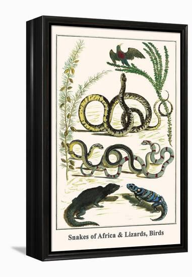 Snakes of Africa and Lizards, Birds-Albertus Seba-Framed Stretched Canvas