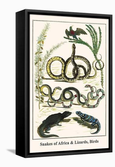 Snakes of Africa and Lizards, Birds-Albertus Seba-Framed Stretched Canvas