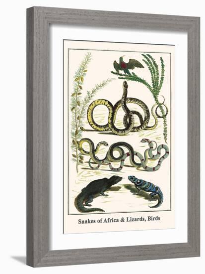 Snakes of Africa and Lizards, Birds-Albertus Seba-Framed Art Print