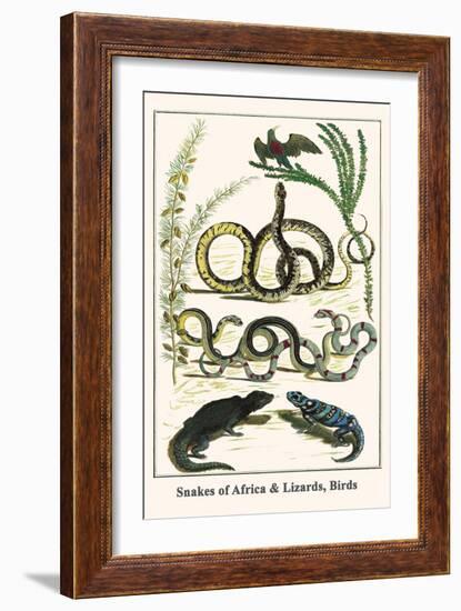 Snakes of Africa and Lizards, Birds-Albertus Seba-Framed Art Print