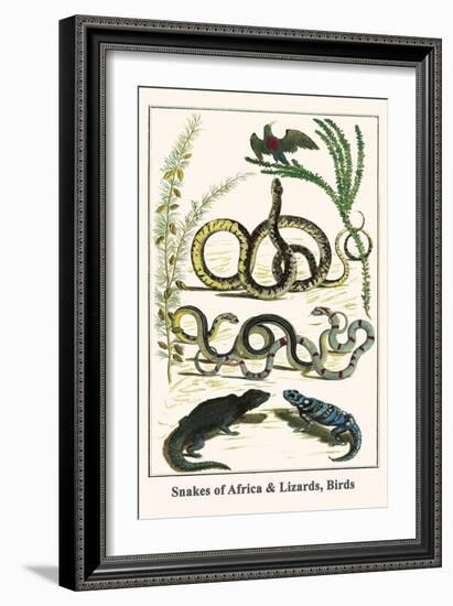 Snakes of Africa and Lizards, Birds-Albertus Seba-Framed Art Print