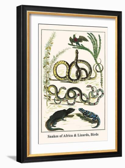 Snakes of Africa and Lizards, Birds-Albertus Seba-Framed Art Print