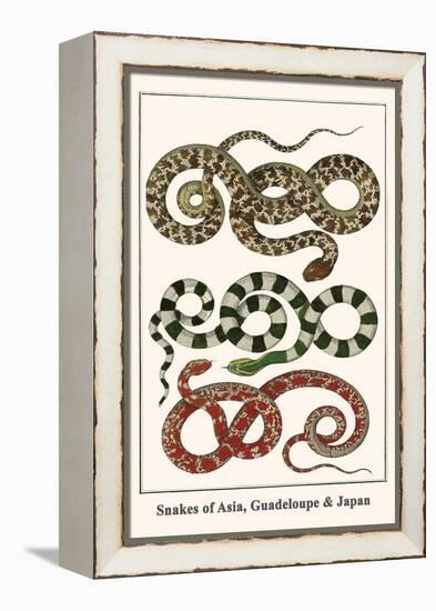 Snakes of Asia, Guadeloupe and Japan-Albertus Seba-Framed Stretched Canvas