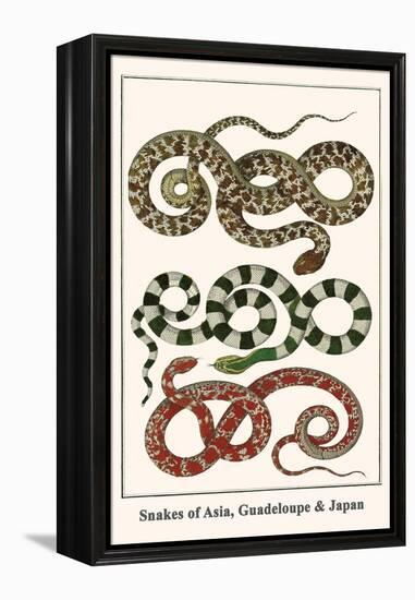 Snakes of Asia, Guadeloupe and Japan-Albertus Seba-Framed Stretched Canvas