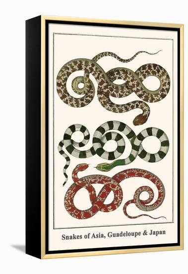 Snakes of Asia, Guadeloupe and Japan-Albertus Seba-Framed Stretched Canvas