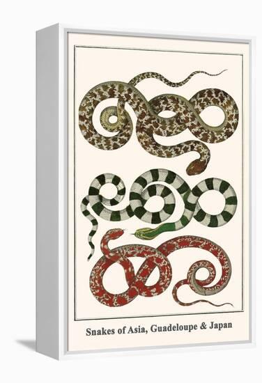 Snakes of Asia, Guadeloupe and Japan-Albertus Seba-Framed Stretched Canvas