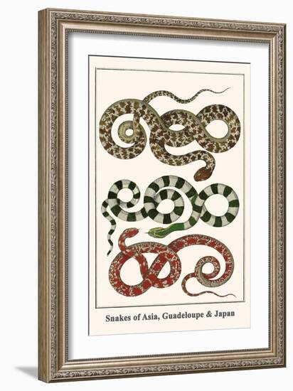 Snakes of Asia, Guadeloupe and Japan-Albertus Seba-Framed Art Print