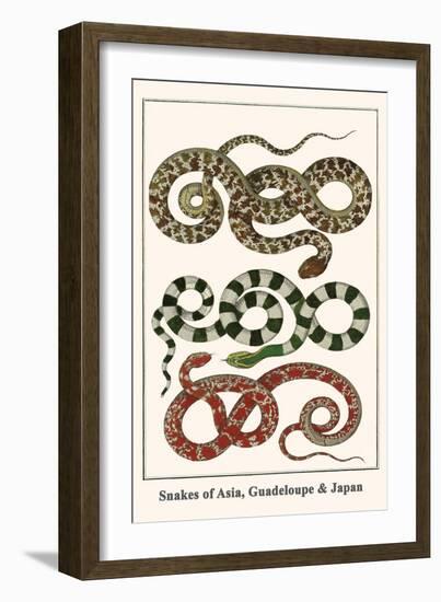 Snakes of Asia, Guadeloupe and Japan-Albertus Seba-Framed Art Print