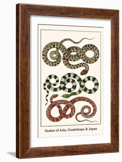 Snakes of Asia, Guadeloupe and Japan-Albertus Seba-Framed Art Print