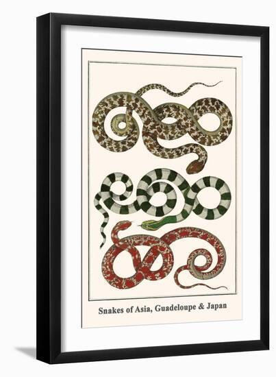 Snakes of Asia, Guadeloupe and Japan-Albertus Seba-Framed Art Print