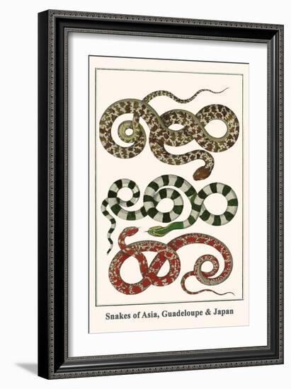 Snakes of Asia, Guadeloupe and Japan-Albertus Seba-Framed Art Print