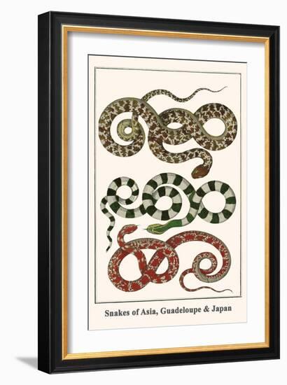 Snakes of Asia, Guadeloupe and Japan-Albertus Seba-Framed Art Print