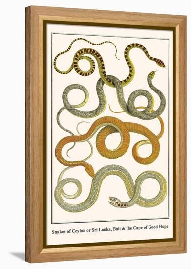 Snakes of Ceylon or Sri Lanka, Bali and the Cape of Good Hope-Albertus Seba-Framed Stretched Canvas