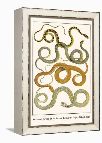 Snakes of Ceylon or Sri Lanka, Bali and the Cape of Good Hope-Albertus Seba-Framed Stretched Canvas