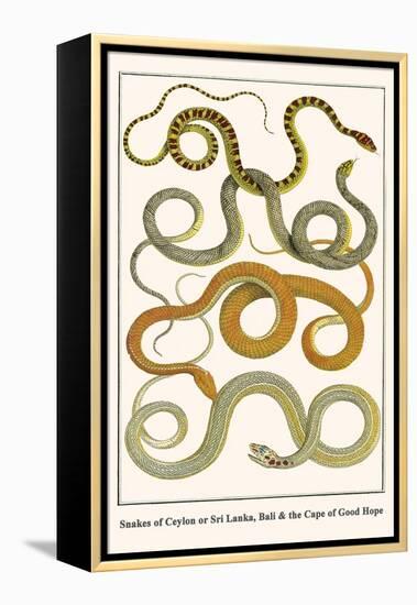 Snakes of Ceylon or Sri Lanka, Bali and the Cape of Good Hope-Albertus Seba-Framed Stretched Canvas