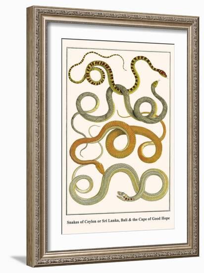 Snakes of Ceylon or Sri Lanka, Bali and the Cape of Good Hope-Albertus Seba-Framed Art Print