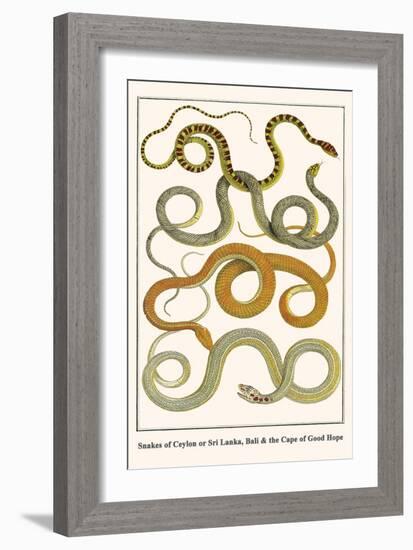 Snakes of Ceylon or Sri Lanka, Bali and the Cape of Good Hope-Albertus Seba-Framed Art Print