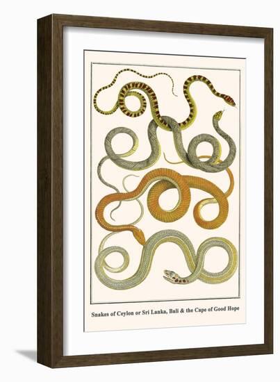 Snakes of Ceylon or Sri Lanka, Bali and the Cape of Good Hope-Albertus Seba-Framed Art Print