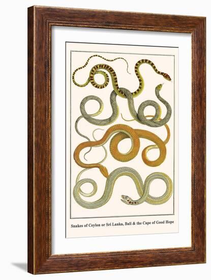 Snakes of Ceylon or Sri Lanka, Bali and the Cape of Good Hope-Albertus Seba-Framed Art Print