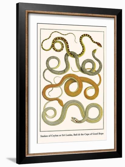 Snakes of Ceylon or Sri Lanka, Bali and the Cape of Good Hope-Albertus Seba-Framed Art Print