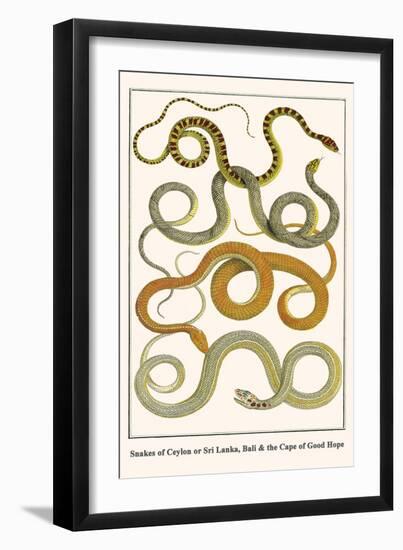 Snakes of Ceylon or Sri Lanka, Bali and the Cape of Good Hope-Albertus Seba-Framed Art Print