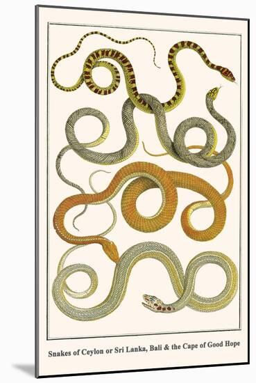 Snakes of Ceylon or Sri Lanka, Bali and the Cape of Good Hope-Albertus Seba-Mounted Art Print