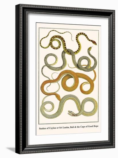 Snakes of Ceylon or Sri Lanka, Bali and the Cape of Good Hope-Albertus Seba-Framed Art Print