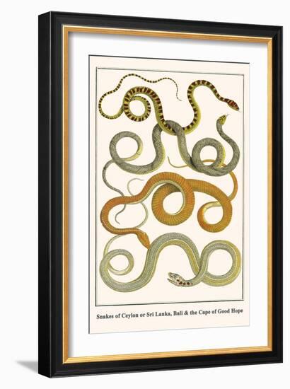 Snakes of Ceylon or Sri Lanka, Bali and the Cape of Good Hope-Albertus Seba-Framed Art Print