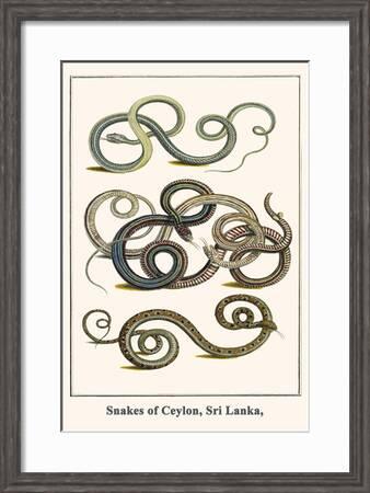 Snakes Of Ceylon Sri Lanka Art Print Albertus Seba Art Com