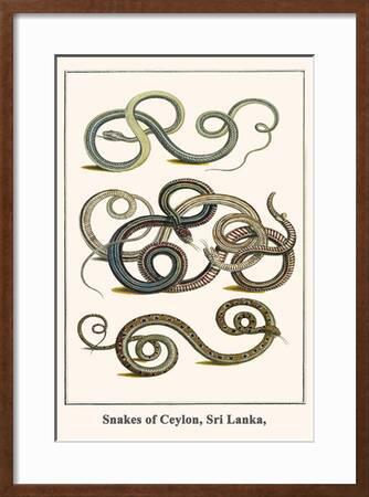 Snakes Of Ceylon Sri Lanka Art Print Albertus Seba Art Com