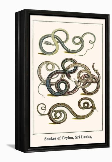 Snakes of Ceylon, Sri Lanka,-Albertus Seba-Framed Stretched Canvas