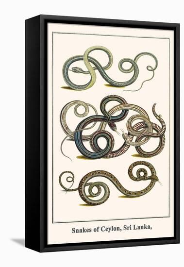 Snakes of Ceylon, Sri Lanka,-Albertus Seba-Framed Stretched Canvas