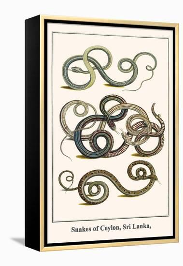 Snakes of Ceylon, Sri Lanka,-Albertus Seba-Framed Stretched Canvas