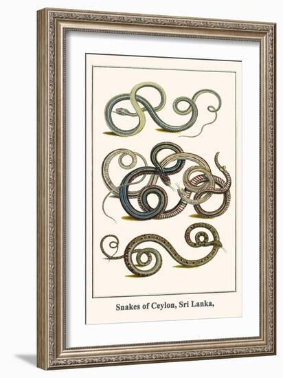 Snakes of Ceylon, Sri Lanka,-Albertus Seba-Framed Art Print
