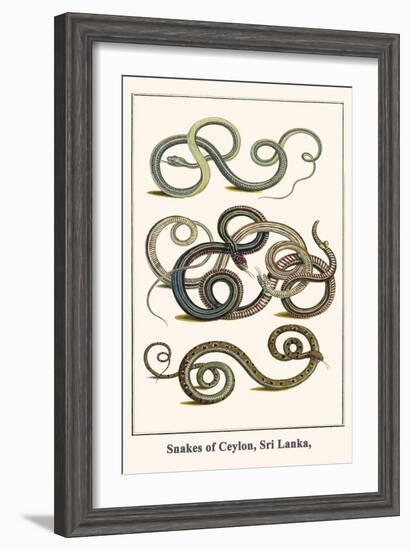 Snakes of Ceylon, Sri Lanka,-Albertus Seba-Framed Art Print