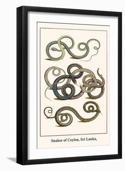 Snakes of Ceylon, Sri Lanka,-Albertus Seba-Framed Art Print