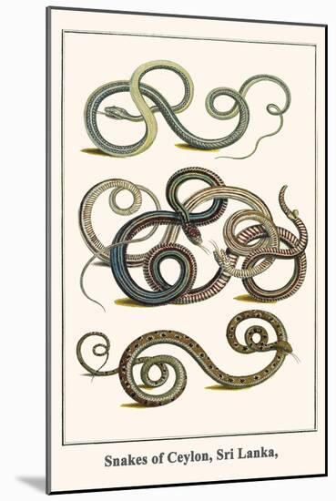 Snakes of Ceylon, Sri Lanka,-Albertus Seba-Mounted Art Print