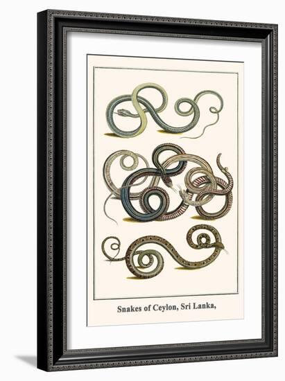 Snakes of Ceylon, Sri Lanka,-Albertus Seba-Framed Art Print