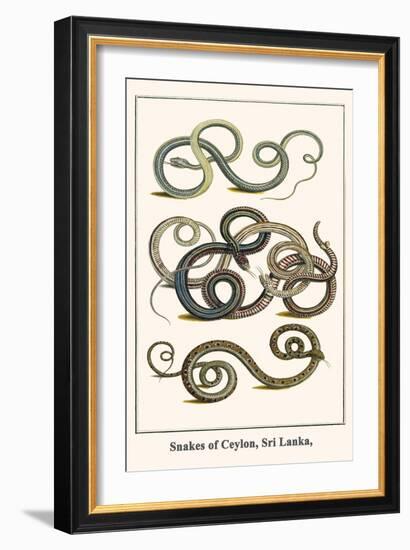 Snakes of Ceylon, Sri Lanka,-Albertus Seba-Framed Art Print