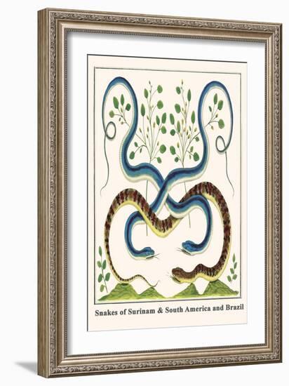 Snakes of Surinam and South America and Brazil-Albertus Seba-Framed Art Print