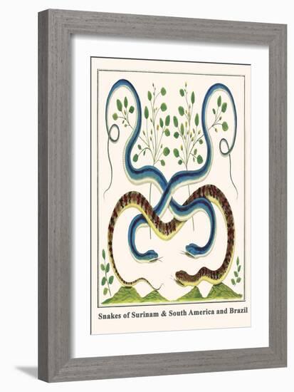 Snakes of Surinam and South America and Brazil-Albertus Seba-Framed Art Print