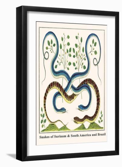 Snakes of Surinam and South America and Brazil-Albertus Seba-Framed Art Print