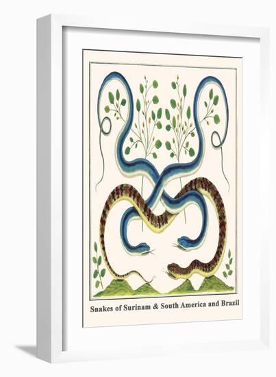 Snakes of Surinam and South America and Brazil-Albertus Seba-Framed Art Print